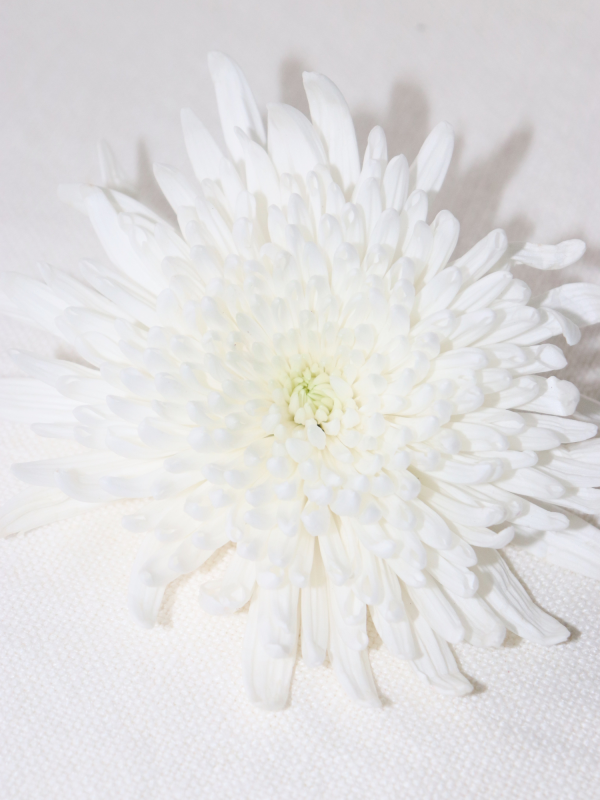 The Moon Pearl Necklace - Image 11