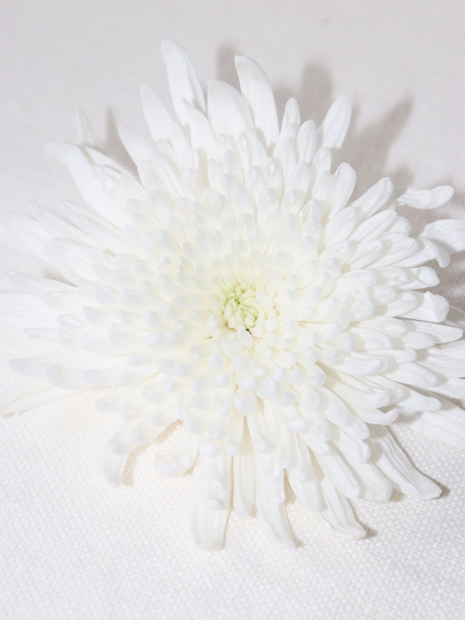 The Moon Pearl Necklace - Image 11